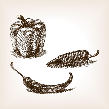 Peppers sketch style illustration. Old engraving imitation. Peppers hand drawn sketch imitationのイラスト素材