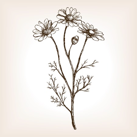 Pharmacy daisy sketch style illustration. Old engraving imitation. Matricaria chamomilla plant  sketch imitationのイラスト素材