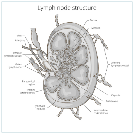Lymph node structure medical educational science vector illustration. Vascular anatomyのイラスト素材