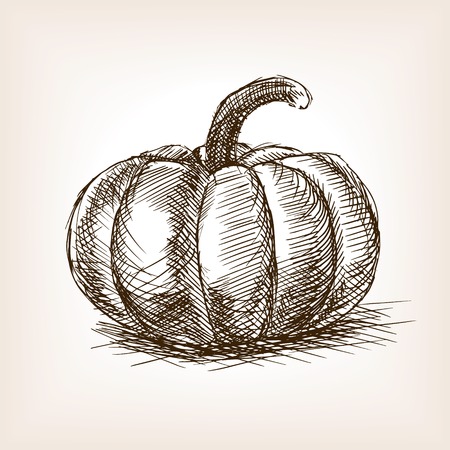 Pumpkin sketch style vector illustration. Old engraving imitation. Pumpkin hand drawn sketch imitationのイラスト素材