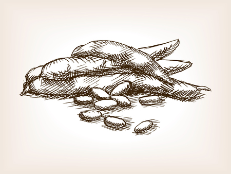 Beans sketch style vector illustration. Old engraving imitation. Beans hand drawn sketch imitationのイラスト素材