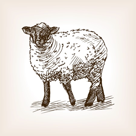 Sheep sketch style vector illustration. Old engraving imitation.のイラスト素材