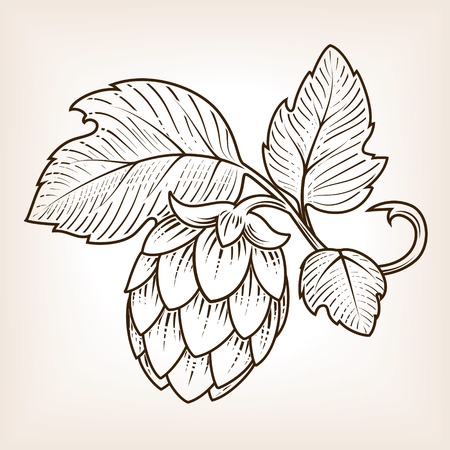 Stylish hop branch hand drawn vector illustrationのイラスト素材
