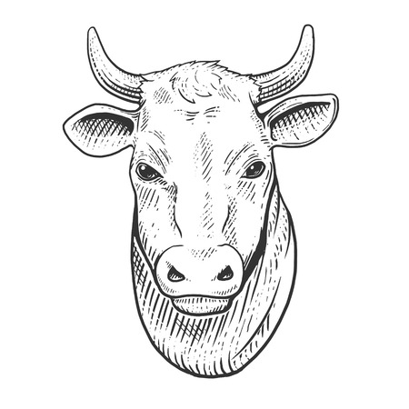 Cow head engraving style hand drawn vector illustrationのイラスト素材