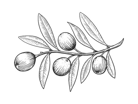 Olive branch engraving style vector illustration. Scratch board style imitationのイラスト素材