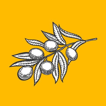 Olive branch engraving style illustration. Scratch board style imitationのイラスト素材