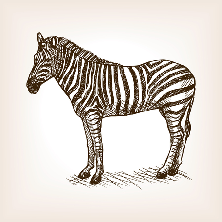 Zebra sketch style vector illustration. Old engraving imitation.のイラスト素材