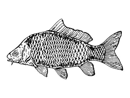 Carp fish engraving vector illustration. Scratch board style imitation. Hand drawn image.のイラスト素材