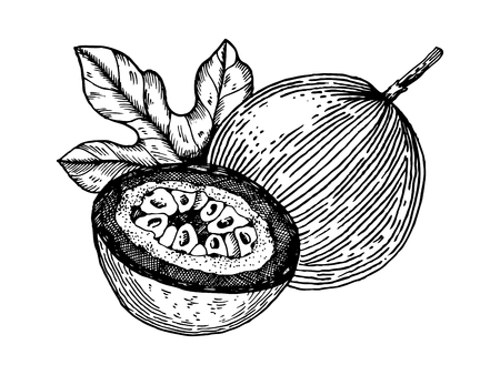 Passion fruit vector illustration. Scratch board style imitation. Hand drawn image.のイラスト素材