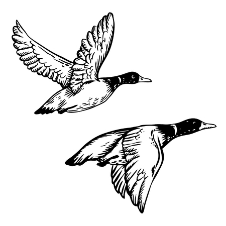 Flying ducks engraving vector illustrationのイラスト素材