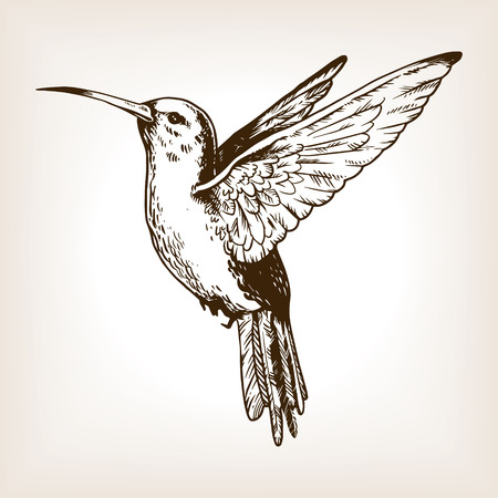 Humming bird engraving vector illustrationのイラスト素材