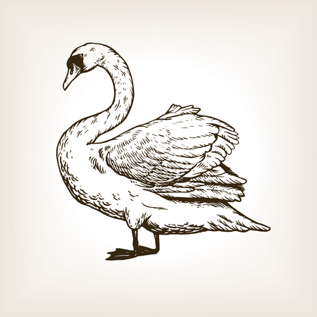 Swan bird engraving vector illustrationのイラスト素材