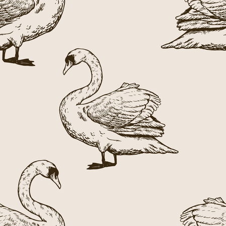 Swan bird engraving vector illustrationのイラスト素材