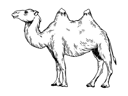 Hand Drawn Image Of A Camel Engraved On Silhouette Black And White Illustration のイラスト素材 ストックフォト 写真素材のstock Foto ストックドットフォト