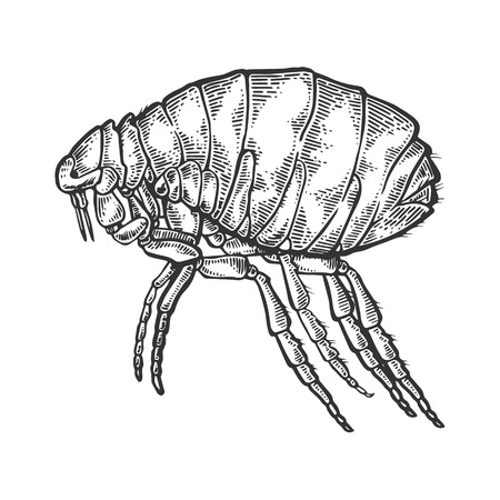 Flea insect parasite engraving vector illustrationのイラスト素材