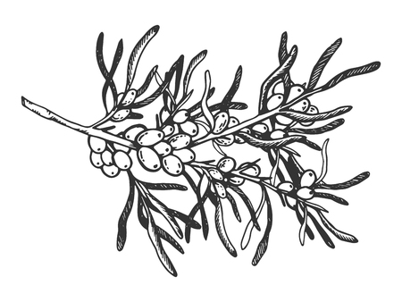 Sea buckthorn branch engraving vector illustrationのイラスト素材