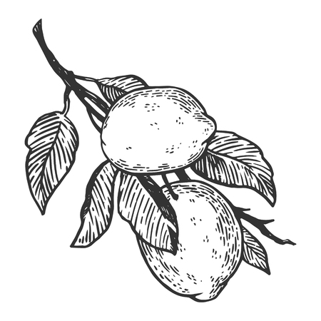 lemon citrus fruit engraving vector illustration. Scratch board style imitation. Black and white hand drawn image.の写真素材