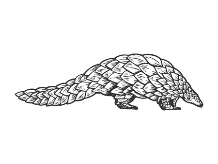 Pangolin animal engraving vector illustration. Scratch board style imitation. Black and white hand drawn image.の写真素材