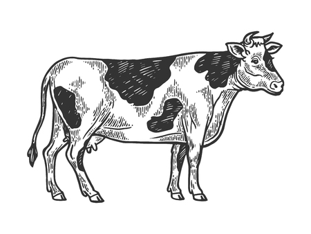 Cow rural farm animal engraving vector illustration. Scratch board style imitation. Black and white hand drawn image.のイラスト素材