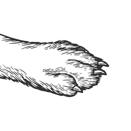 Dog paw engraving vector illustration. Scratch board style imitation. Black and white hand drawn image.のイラスト素材