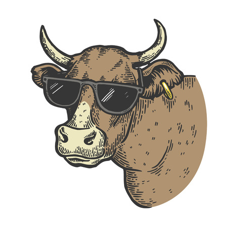 Cow animal in sunglasses color sketch engraving vector illustration. Scratch board style imitation. Black and white hand drawn image.のイラスト素材