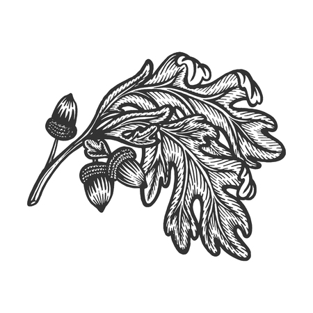 Oak branch with acorns sketch engraving vector illustration. Scratch board style imitation. Hand drawn image.のイラスト素材