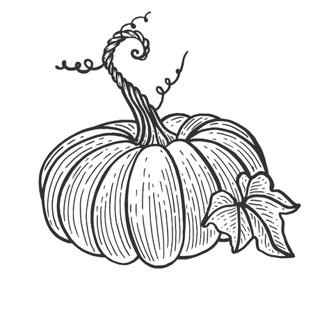 Pumpkin fruit sketch engraving vector illustration. Scratch board style imitation. Black and white hand drawn image.のイラスト素材