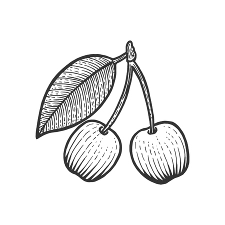 Cherry Berry fruit sketch engraving vector illustration. Scratch board style imitation. Black and white hand drawn image.のイラスト素材