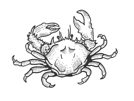 Vector of Crab sea animal sketch - ID:1-120802843 - Royalty Free Image ...