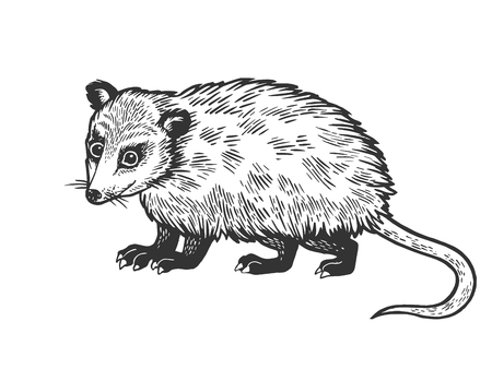 Opossum animal sketch engraving vector illustration. Scratch board style imitation. Black and white hand drawn image.のイラスト素材