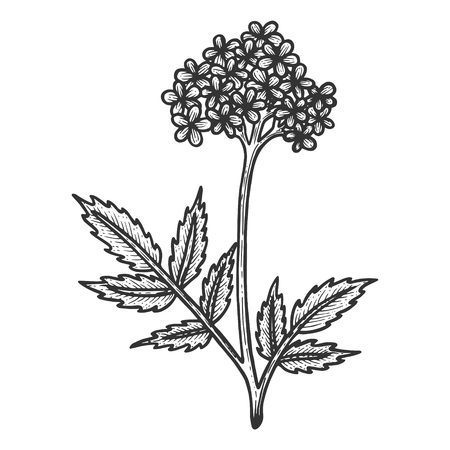 Valerian herb sketch engraving vector illustration. Scratch board style imitation. Black and white hand drawn image.のイラスト素材