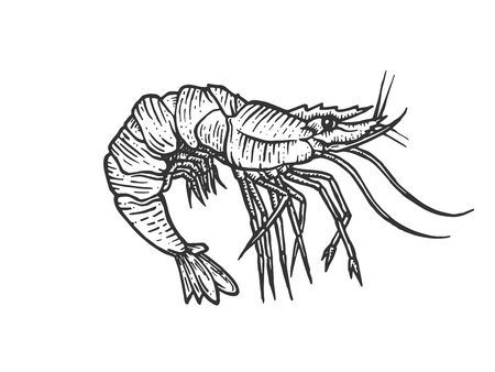 Shrimp sea Caridea animal engraving vector illustration. Scratch board style imitation. Black and white hand drawn image.のイラスト素材