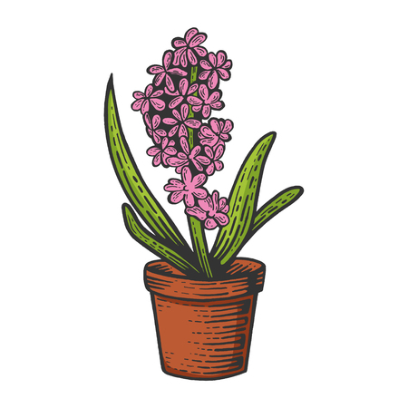 Hyacinth flower color sketch engraving vector illustration. Scratch board style imitation. Black and white hand drawn image.のイラスト素材