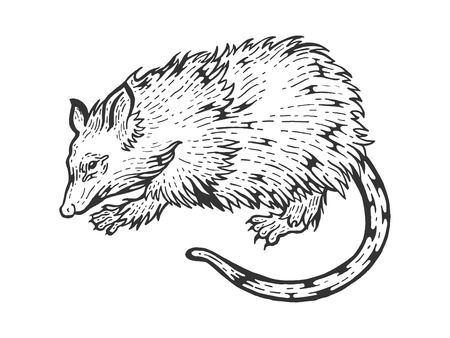 Opossum rat animal sketch engraving vector illustration. Scratch board style imitation. Black and white hand drawn image.のイラスト素材