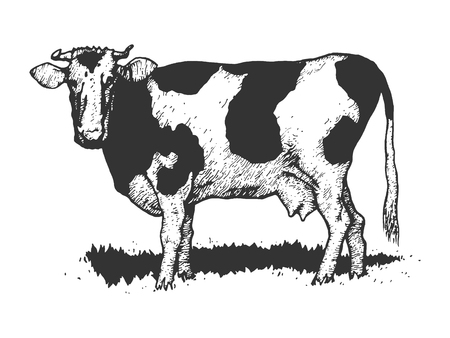 Cow rural farm animal sketch engraving vector illustration. Scratch board style imitation. Black and white hand drawn image.のイラスト素材
