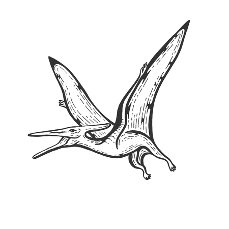 pterodactyl dinosaur sketch engraving vector illustration. Scratch board style imitation. Hand drawn image.のイラスト素材