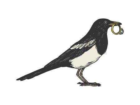 Magpie bird with golden ring animal color sketch engraving vector illustration. Scratch board style imitation. Black and white hand drawn image.のイラスト素材