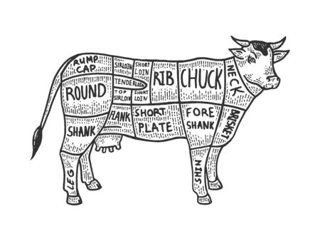 Meat diagram cow sketch engraving vector illustration. Scratch board style imitation. Black and white hand drawn image.のイラスト素材