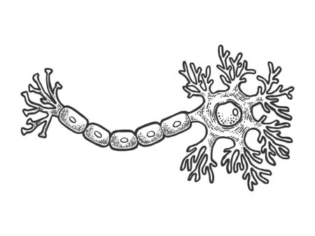 Human Neuron nerve cell of brain schematic vintage sketch engraving vector illustration. Tee shirt apparel print design. Scratch board style imitation. Black and white hand drawn image.のイラスト素材