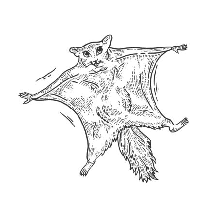 Flying squirrel animal sketch engraving vector illustration. Tee shirt apparel print design. Scratch board style imitation. Black and white hand drawn image.のイラスト素材