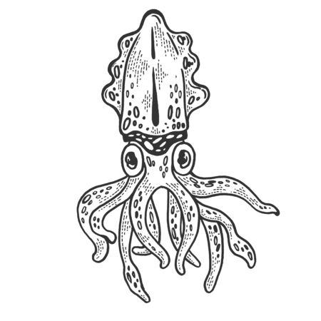 Cuttlefish marine mollusc animal sketch engraving vector illustration. T-shirt apparel print design. Scratch board style imitation. Hand drawn image.のイラスト素材