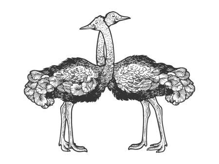 Ostrich birds love couple hug sketch engraving vector illustration. T-shirt apparel print design. Scratch board style imitation. Black and white hand drawn image.のイラスト素材