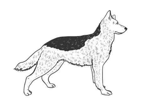 Dog shepherd animal sketch engraving vector illustration. T-shirt apparel print design. Scratch board imitation. Black and white hand drawn image.のイラスト素材