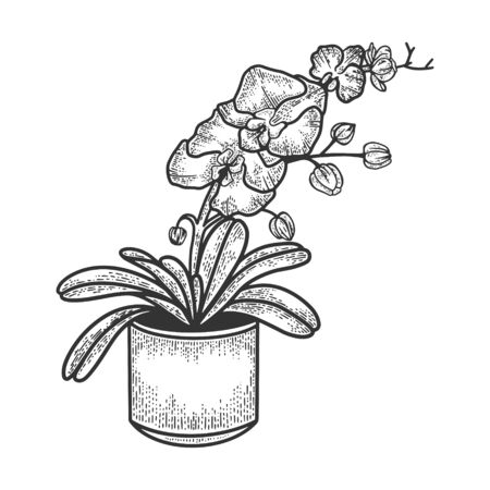 Orchid exotic tropical flower sketch engraving vector illustration. T-shirt apparel print design. Scratch board imitation. Black and white hand drawn image.のイラスト素材