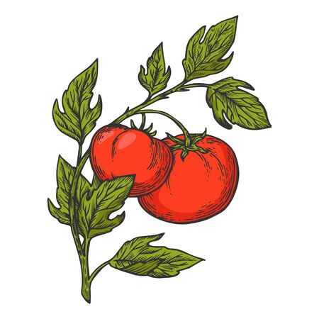 Tomato plant branch sketch engraving vector illustration. T-shirt apparel print design. Scratch board imitation. Black and white hand drawn image.のイラスト素材