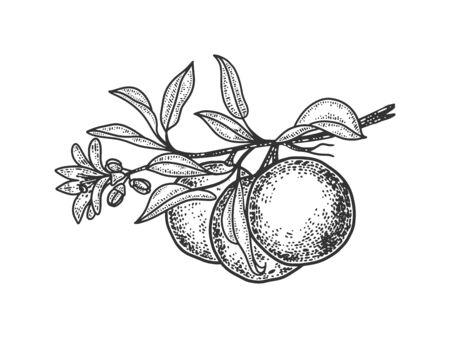 Mandarin orange plant sketch engraving vector illustration. T-shirt apparel print design. Scratch board imitation. Black and white hand drawn image.のイラスト素材