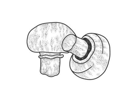 champignon Agaricus edible mushroom sketch engraving vector illustration. T-shirt apparel print design. Scratch board imitation. Black and white hand drawn image.のイラスト素材