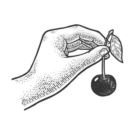 sweet cherry in hand sketch engraving vector illustration. T-shirt apparel print design. Scratch board imitation. Black and white hand drawn image.のイラスト素材