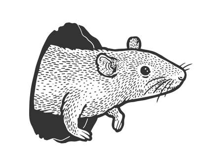 mouse rat peeps out of hole sketch engraving vector illustration. T-shirt apparel print design. Scratch board imitation. Black and white hand drawn image.のイラスト素材