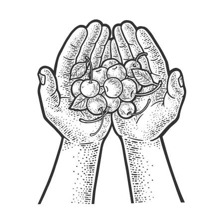 cherry in hands sketch engraving vector illustration. T-shirt apparel print design. Scratch board imitation. Black and white hand drawn image.のイラスト素材